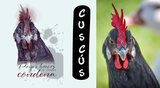 superior cuscus