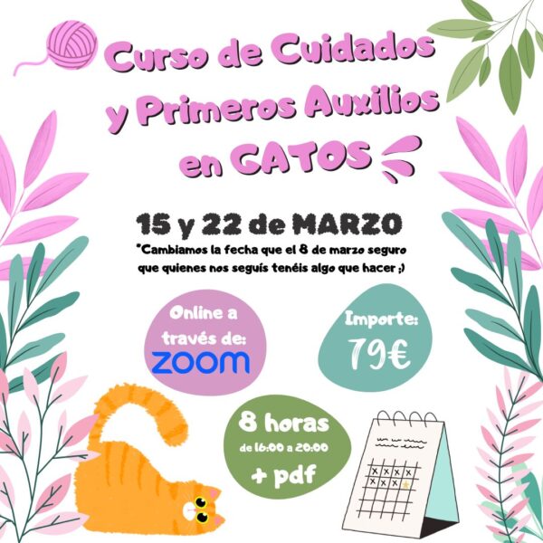 Curso cuidados y primeros auxilios en gatos